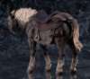 Imagen de **PREVENTA** Elden Ring figma No.685 Torrent, the Spectral Steed